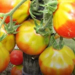 co-zrobic-jesli-zauwazysz-zolte-plamy-na-pomidorach.webp.webp
