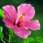 kiedy-sadzic-hibiskusa-najlepszy-czas-lokalizacja-i-wskazowki-dotyczace-pielegnacji.webp.webp